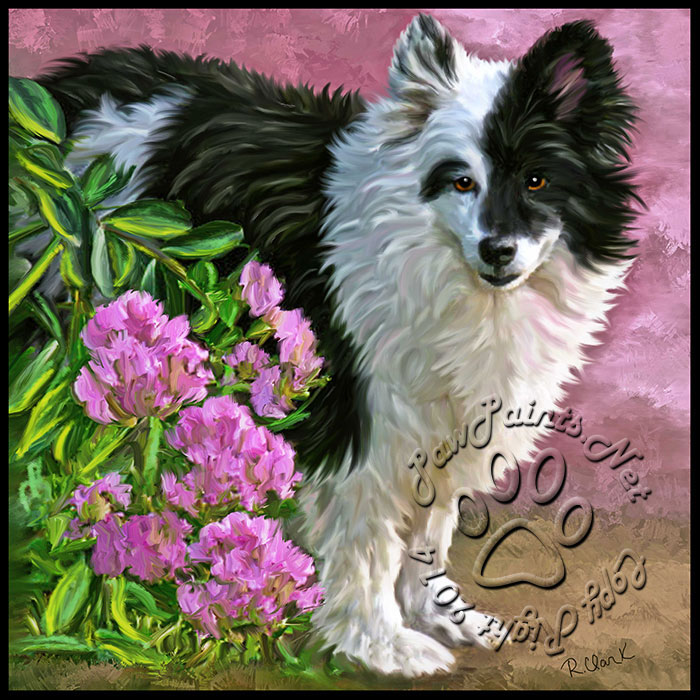 Paw Paints can paint dogs, especially beautiful border collies